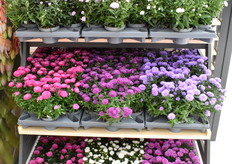 De Regent Asters series werd gepresenteerd zoals dat in de tuincentra’s mogelijk is.